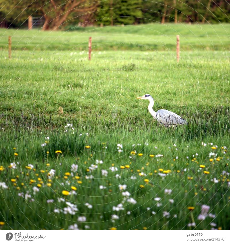 bird Environment Plant Animal Grass Blossom Meadow Hunting Bird Flower meadow Fence Green Life Climate Climate protection Wild Agriculture Yellow White Freedom