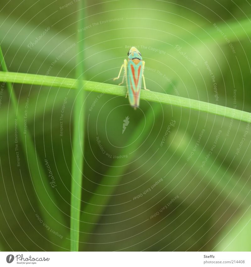 Second photo - cicada on the jump Cicada rhododendron cicada Insect Diminutive Fast moving Snapshot instant Easy Ease blade of grass on the double Insect legs