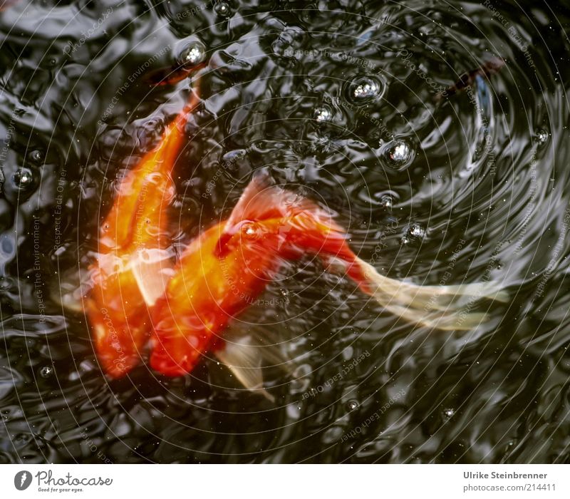 Goldfish couple doing courtship dance Wild Swirl Together 2 Couple Rutting season Animal Basin Pond Water Carp Pet cyprinidae Tails Curve Curved Orange Waves
