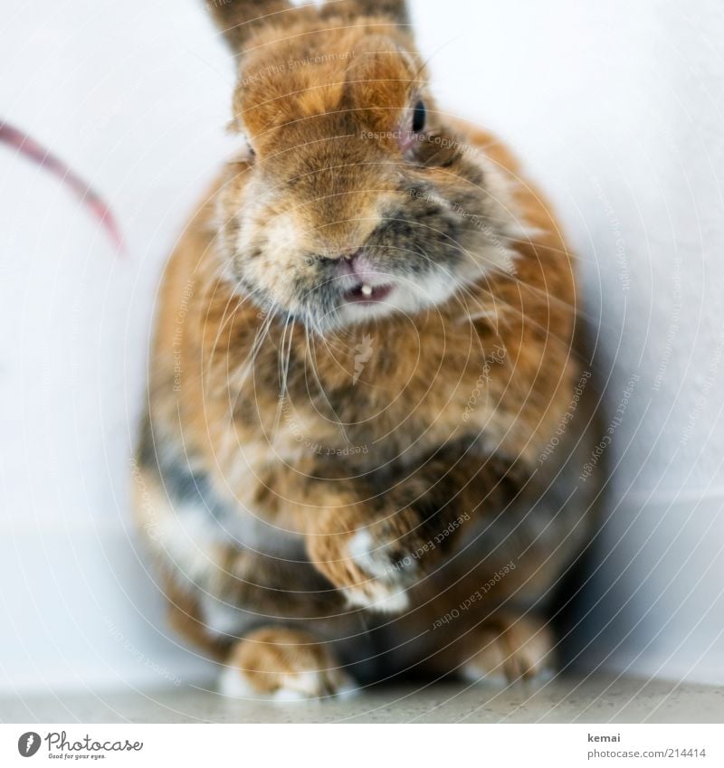 rub one's hands Animal Pet Animal face Pelt Claw Paw Hare & Rabbit & Bunny Pygmy rabbit Winter pelt 1 Looking Sit Old Cute Brown Easter Bunny Colour photo
