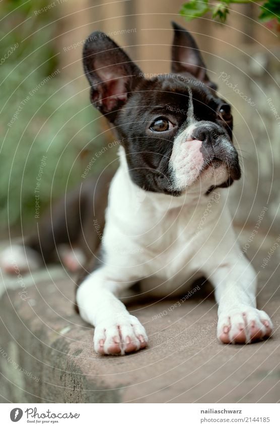 Boston Terrier Portrait Summer Warmth Stairs Animal Pet Dog Animal face 1 Observe Relaxation Lie Looking Wait Friendliness Happiness Cuddly Curiosity Cute