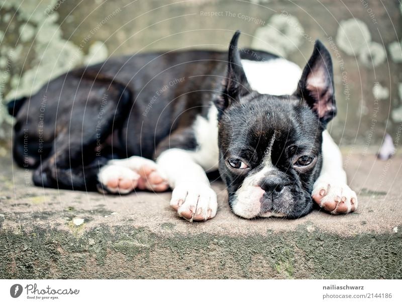 Boston Terrier Contentment Relaxation Summer Warmth Stairs Animal Pet Animal face 1 Stone Concrete Observe Sleep Sadness Friendliness Beautiful Cuddly Cute