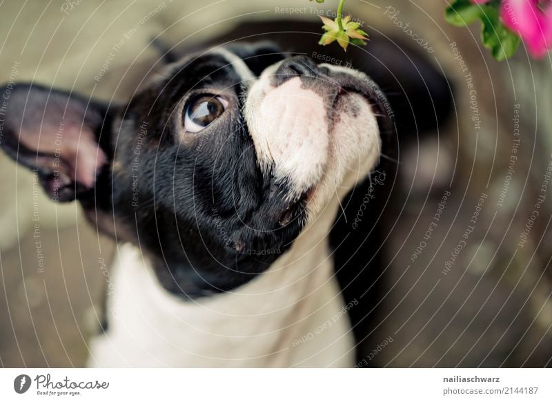 Boston Terrier Summer Warmth Flower Animal Pet Dog Animal face French Bulldog 1 Observe Looking Fragrance Elegant Happiness Funny Natural Curiosity Cute