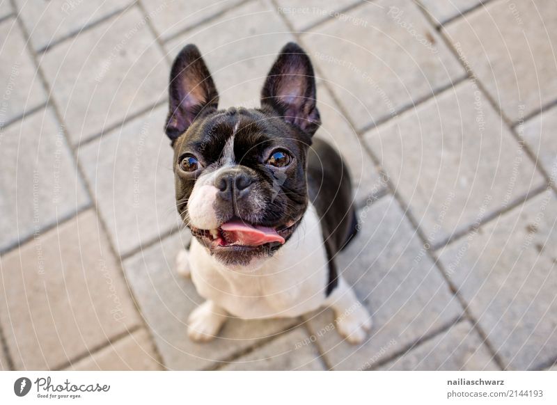 Boston Terrier Portrait Summer Warmth Animal Pet Dog Animal face French Bulldog 1 Stone Observe Discover Listening Looking Wait Friendliness Happiness Natural