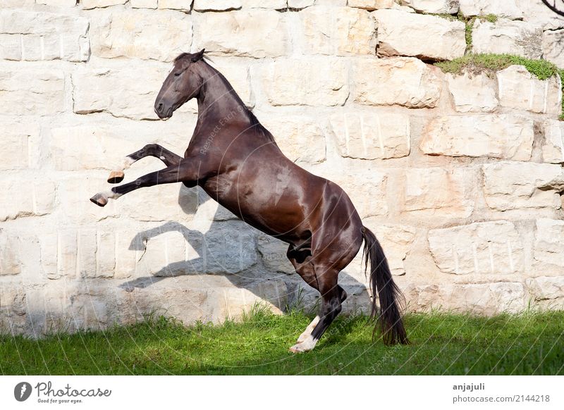 Beautiful black stallion rises Wall (barrier) Wall (building) Animal Pet Horse Jump Black Black horse Glittering Ascending Playing Gallop Freedom Poster Tall