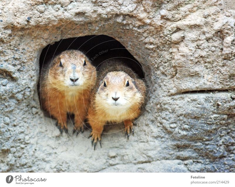 Smile honey smile! Environment Animal Elements Earth Desert Wild animal Animal face Pelt Paw 2 Pair of animals Sit Meerkat Looking Cave Earth hole Colour photo