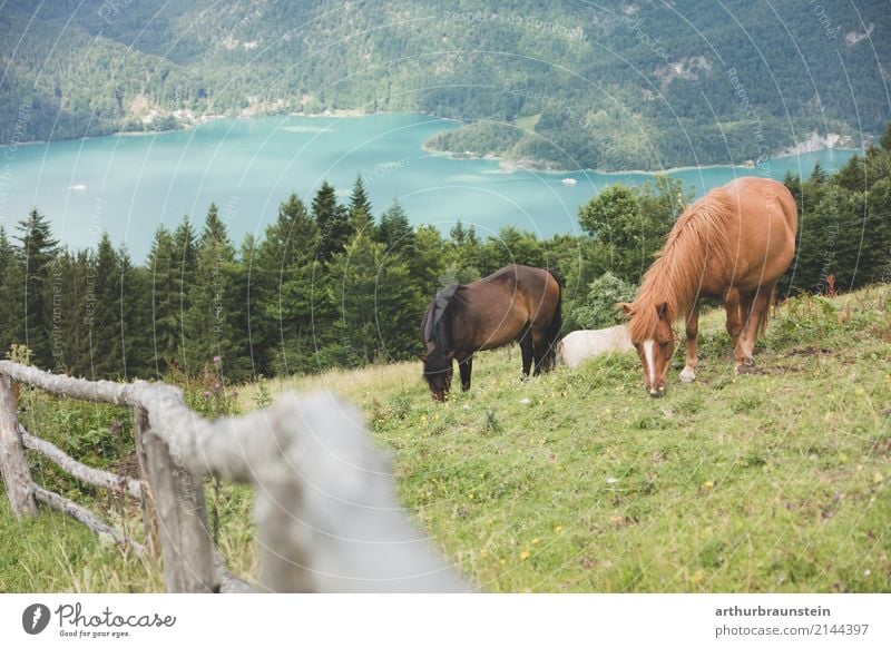 Horses graze on the mountain Leisure and hobbies Ride Vacation & Travel Tourism Trip Summer Summer vacation Mountain Hiking Climbing Mountaineering Nature