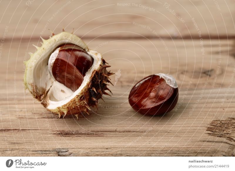 Horse chestnuts in shell Organic produce Vegetarian diet Nature Autumn Plant Chestnut Nut Wood Glittering Large Natural Round Beautiful Brown Yellow Power Thorn
