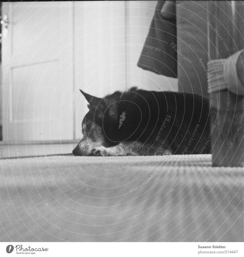 doze Pet Dog Animal face 1 Sleep Dream Sadness Concern Old Gray Bamboo Living room Door Rest Relaxation Precarious Heavy Fate Sofa Listening Doze
