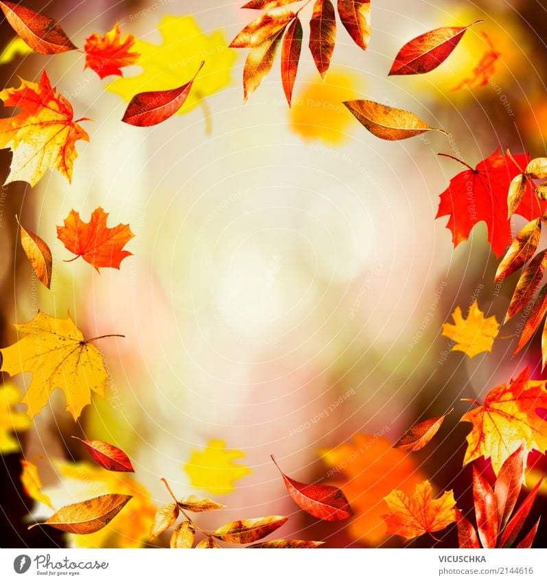 Autumn background with beautiful falling leaves Lifestyle Garden Nature Landscape Plant Leaf Park Yellow Design Background picture Frame Blur To fall Floating
