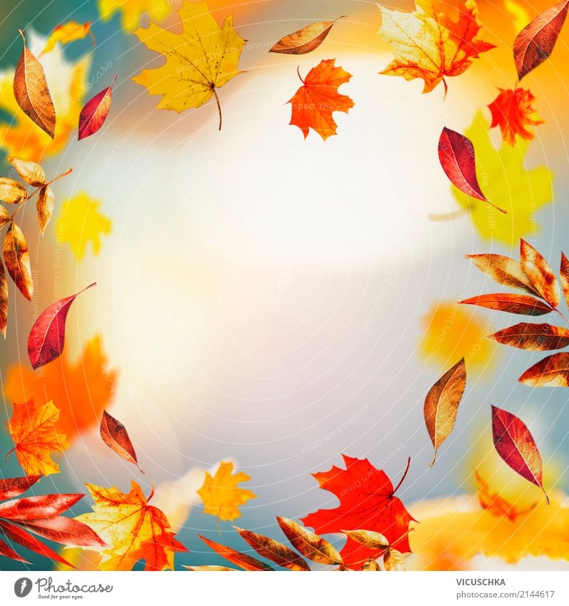 Autumn background with colorful falling leaves Style Design Nature Leaf Garden Park Autumn leaves Early fall Multicoloured Frame Background picture Colour photo