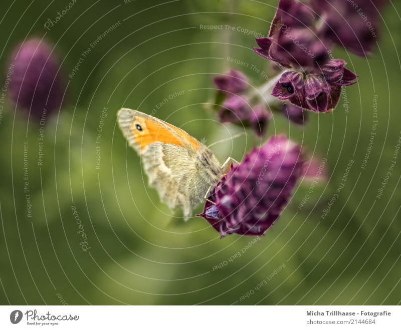 monitored Environment Nature Plant Animal Sun Sunlight Summer Beautiful weather Flower Leaf Blossom Wild plant Meadow Wild animal Butterfly Animal face Wing