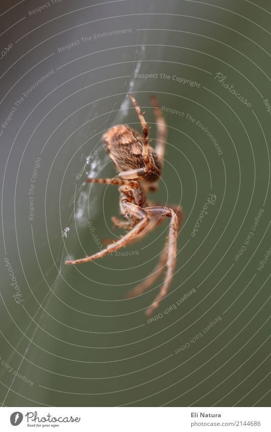 On the net Nature Garden Park Meadow Forest Animal Wild animal Spider Cross spider Home country 1 Touch Movement Threat Creepy Fear Horror Fear of death