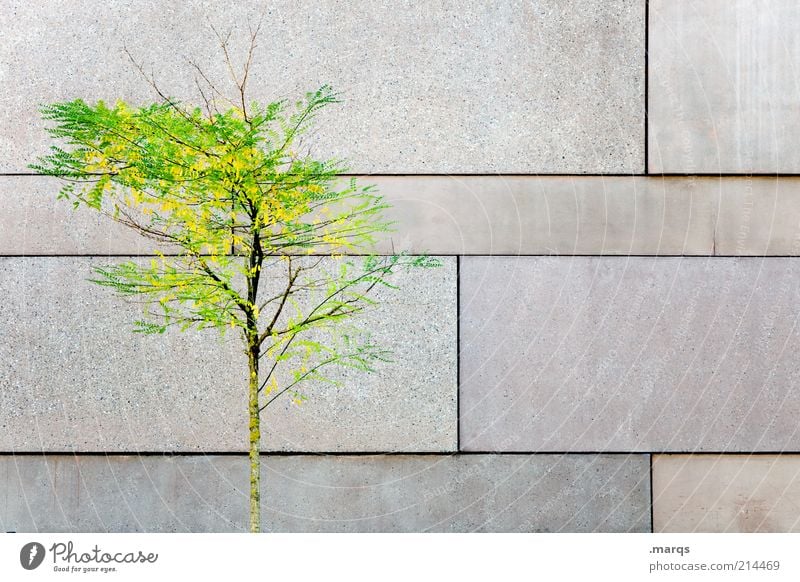 reverse Elegant Style Calm Autumn Tree Wall (barrier) Wall (building) Facade Concrete Wood Sign Illuminate Faded Esthetic Beautiful Loneliness Nature Change