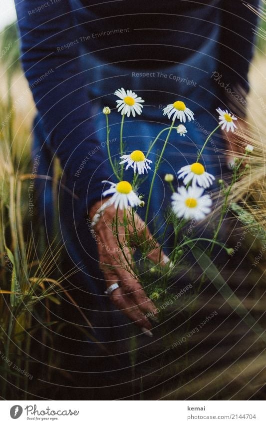 Marguerites in the field Lifestyle Style Harmonious Well-being Contentment Senses Relaxation Calm Leisure and hobbies Playing Trip Freedom Human being Feminine
