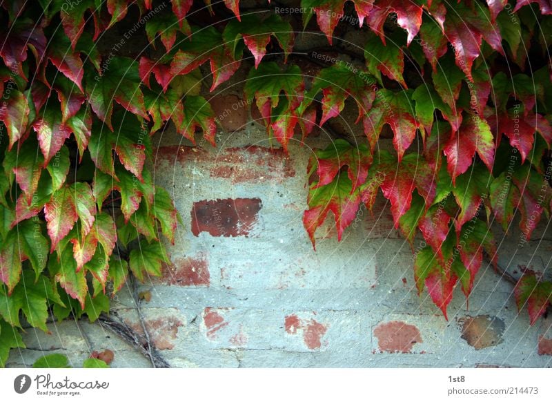 don't cry Environment Nature Plant Ivy Leaf Foliage plant Wild plant Wall (barrier) Wall (building) Facade Old Growth Autumn leaves Red Brick Plaster