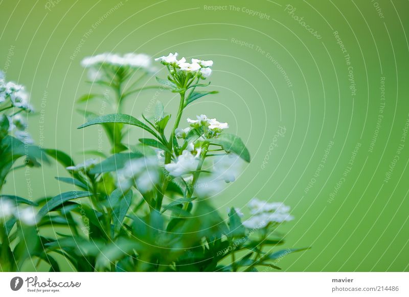 green something Nature Plant Blossom Wild plant Green White Environment Colour photo Exterior shot Close-up Deserted Day Blur Shallow depth of field