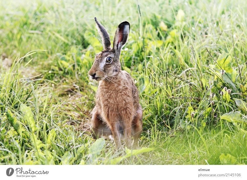 summer shasi Field Wild animal Hare & Rabbit & Bunny wild hare Ear Pelt Spoon Observe Crouch Communicate Athletic Cuddly Near Natural Cute Green Attentive