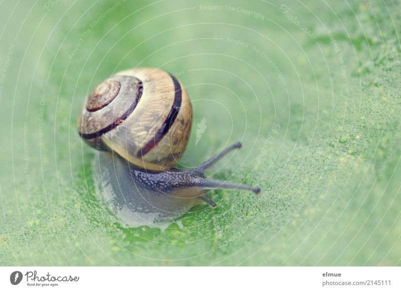 Trip to the countryside (1) Nature Animal Summer Leaf Garden Wild animal Snail Garden snail Feeler Near Slimy Contentment Optimism Willpower Brave Esthetic