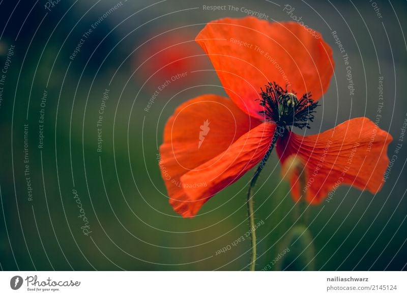 poppy Summer Nature Plant Spring Flower Blossom Blossoming Fragrance Jump Faded Growth Simple Natural Beautiful Green Red Happiness Warm-heartedness Peaceful