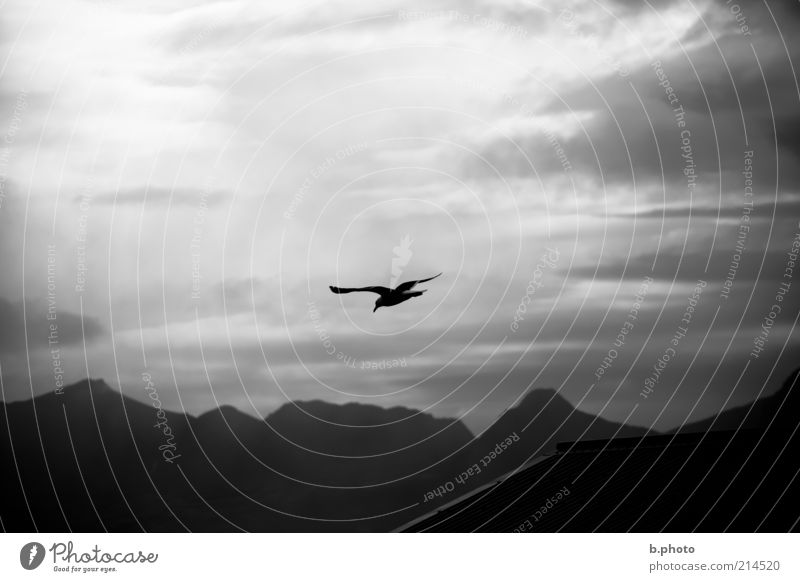 freedom flyer Environment Animal Air Sky Clouds Sunlight Weather Mountain Wild animal Seagull Bird 1 Flying Free Moody Curiosity Movement Loneliness Freedom
