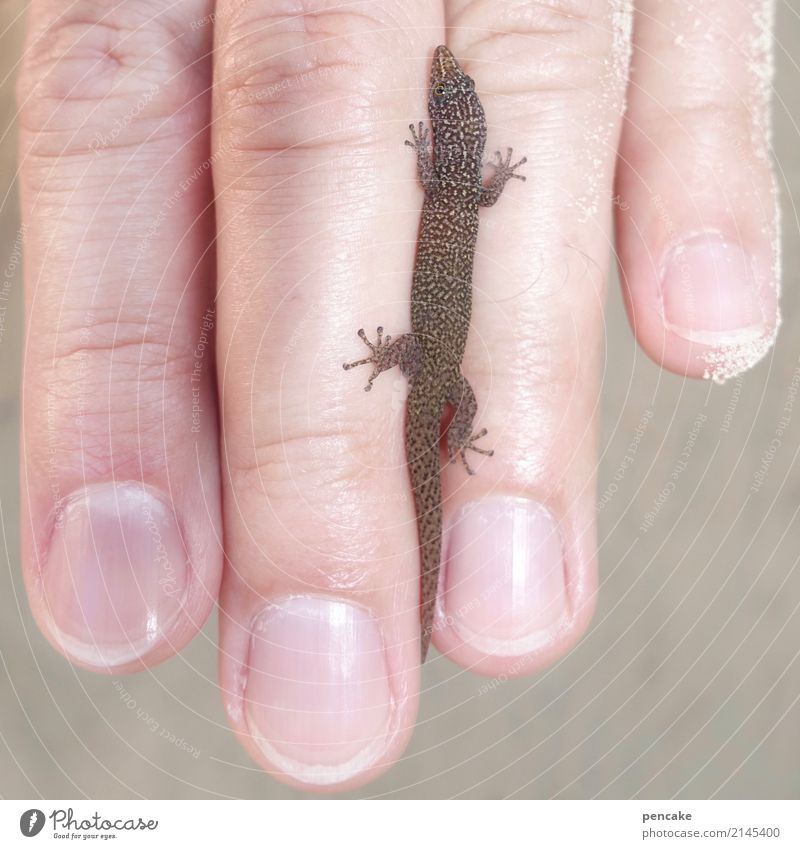 the reptile lover Fingers Summer Beach Wild animal 1 Animal Life Ease Protection Reptiles Small Baby animal Colour photo Animal portrait