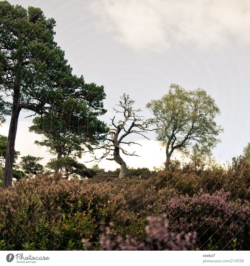 flourishing landscapes Landscape Plant Tree Bushes Old Faded To dry up Heathland Bleak Death Scotland Sparse Colour photo Subdued colour Exterior shot Deserted