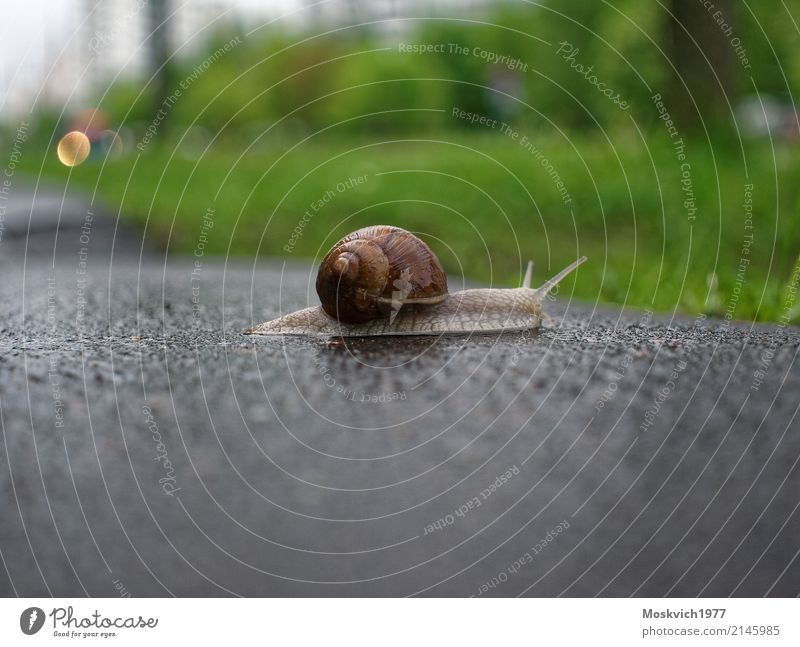 big snail crawling on the asphalt Snail 1 Animal Running Far-off places Brown Fear of the future Adventure Snail slime Colour photo Exterior shot Deserted