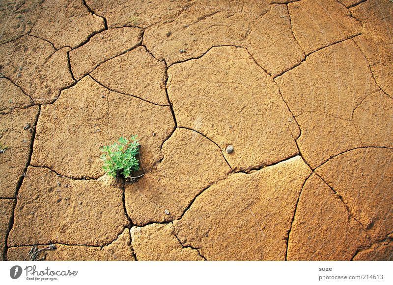 Green dot Environment Nature Landscape Plant Elements Earth Climate Climate change Drought Desert Growth Sustainability Gloomy Dry Brown Power Willpower