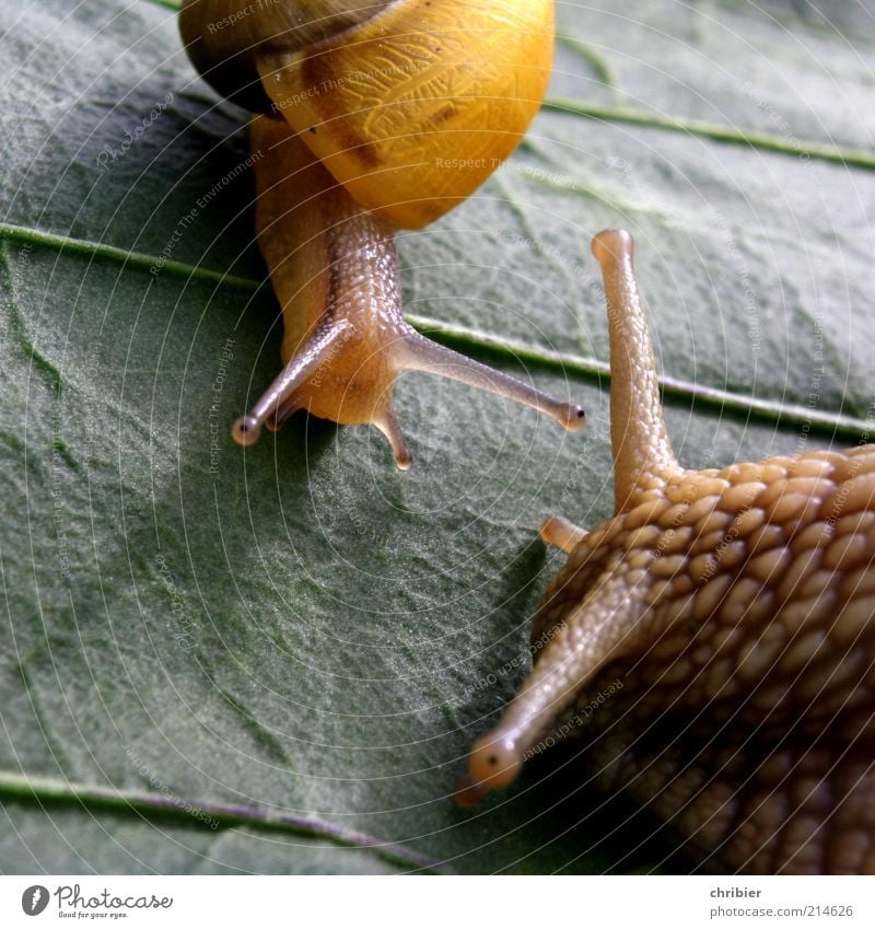I'll look you in the eye, baby! Nature Animal Leaf Snail Feeler 1 2 Baby animal Animal family Advice To talk Communicate Large Small Near Curiosity Cute Slimy