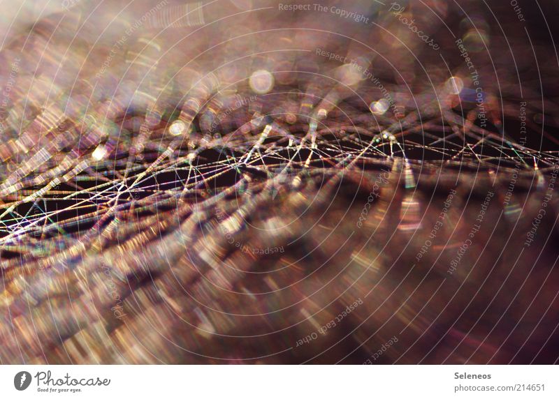 I know who's pulling the strings! Environment Nature Summer Spider's web Stripe Net Network Glittering Beautiful Blur Colour photo Exterior shot Close-up