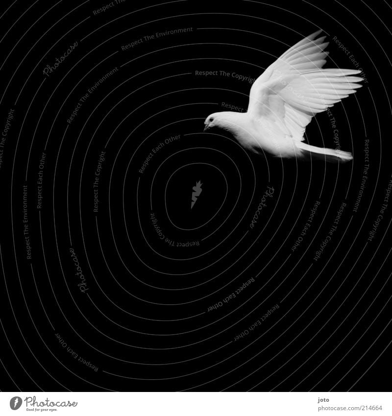 dove of peace Animal Bird Pigeon Flying Esthetic Elegant Infinity White Contentment Loyal Calm Purity Hope Belief Peace Joie de vivre (Vitality) Ease Style
