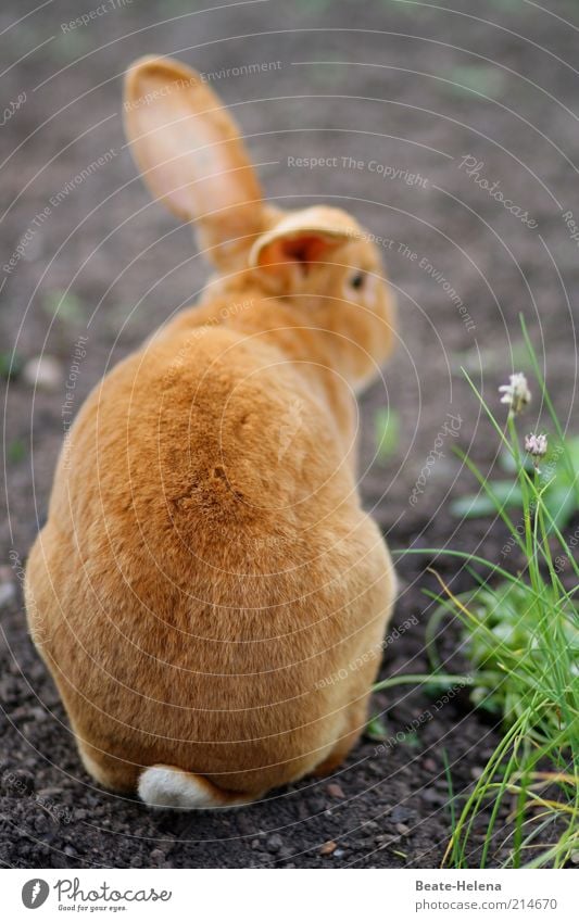 Distant Easter dreams Nature Spring Red-haired Hair Animal Farm animal Wild animal Pelt Petting zoo Sign Easter Bunny Crouch Wait Happiness Cuddly Beautiful