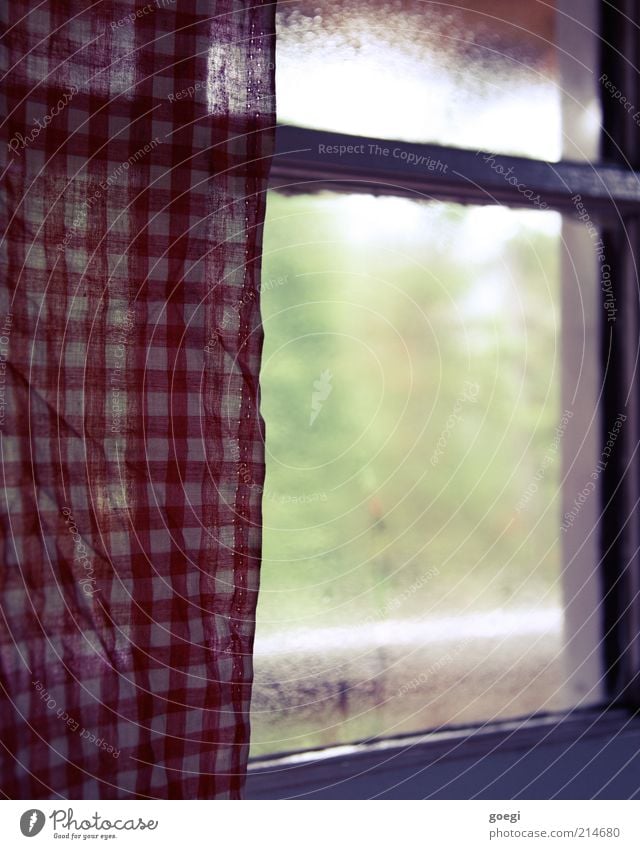 teahouse Plant Tree Window Drape Curtain Glass Cold Green Red White Protection Safety (feeling of) Warm-heartedness Calm Misted up Condensation Cloth