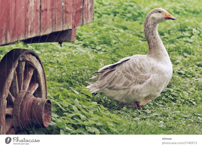 Jolanda has release (2) Summer Grass Farm animal Goose pomeranian goose Poultry Observe Looking Elegant Gray Happy Contentment Joie de vivre (Vitality) Poverty