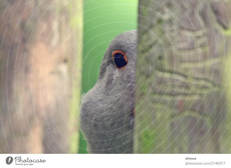 *400* (Eyes)glances Farm animal Bird Goose Poultry pomeranian goose Observe Communicate Looking Curiosity Gray Interest Fear Mysterious Contact