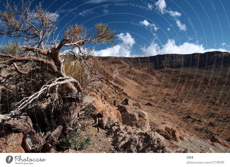 Almost like the Wild West Landscape Sky Tree Rock Volcano Tenerife Colour photo Exterior shot Day Travel photography Deserted Brown
