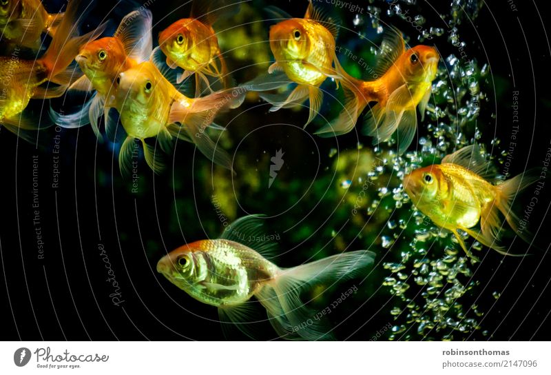 Goldfishes facing camera swimming in an aquarium Aquarium Fish Pet Animal Interior shot Orange Animal portrait Artificial light Conceptual design Aquatic