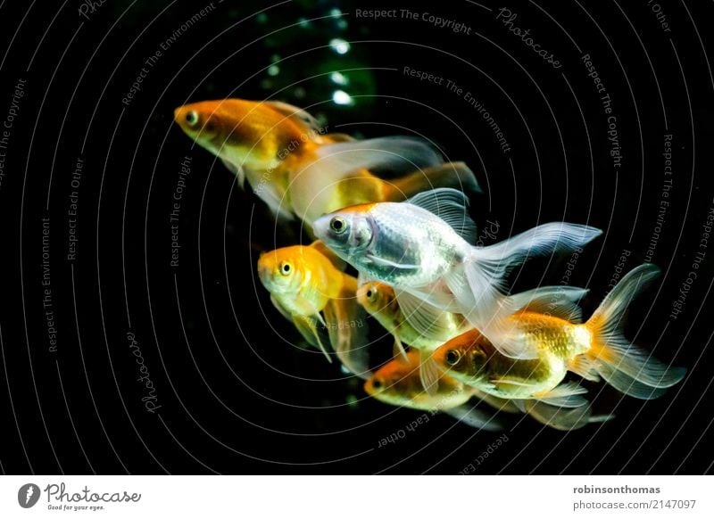 A finny of goldfish swimming closeup - a Royalty Free Stock Photo