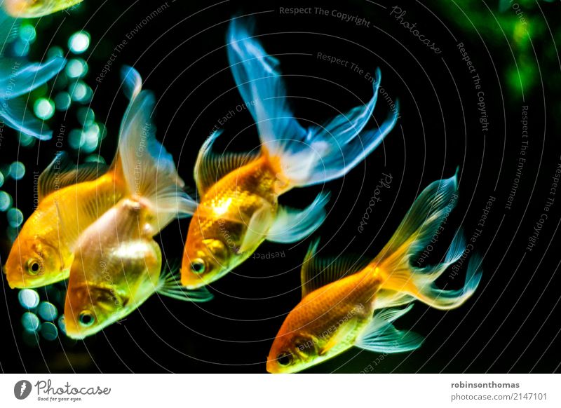 Goldfishes swimming downwards Animal Pet Fish Aquarium Beautiful Relaxation Freedom Leisure and hobbies Joy Friendship Happy Colour photo Deserted Front view
