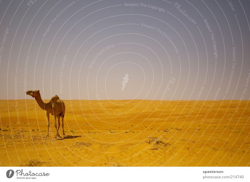 camel missing a trophy Freedom Summer Landscape Sand Air Beautiful weather Warmth Desert Farm animal 1 Animal Observe Looking Wait Hot Bright Blue Gold