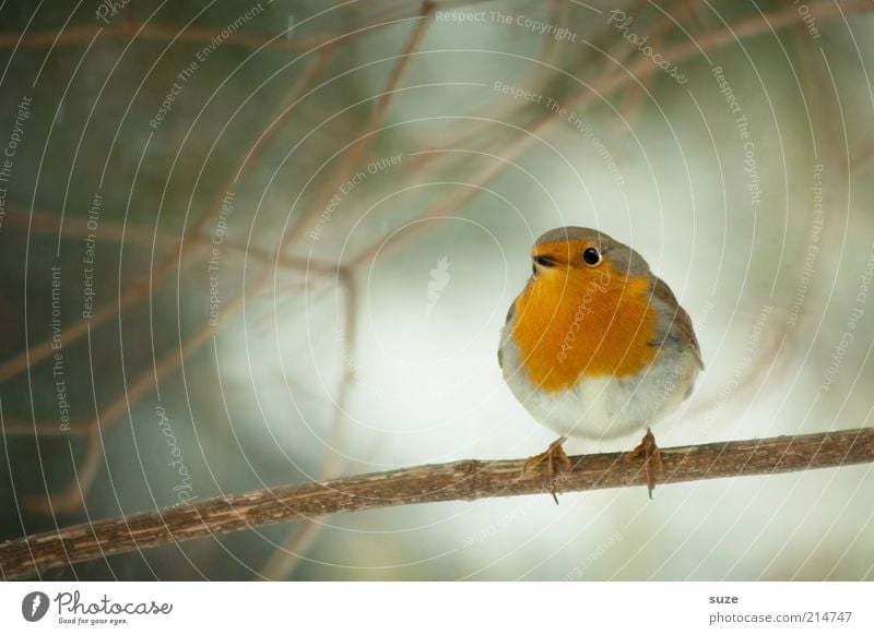 Here's the birdie. Winter Nature Animal Tree Wild animal Bird 1 Sit Wait Small Cute Red Robin redbreast Song Neck Songbirds Twig Beak Ornithology Sing