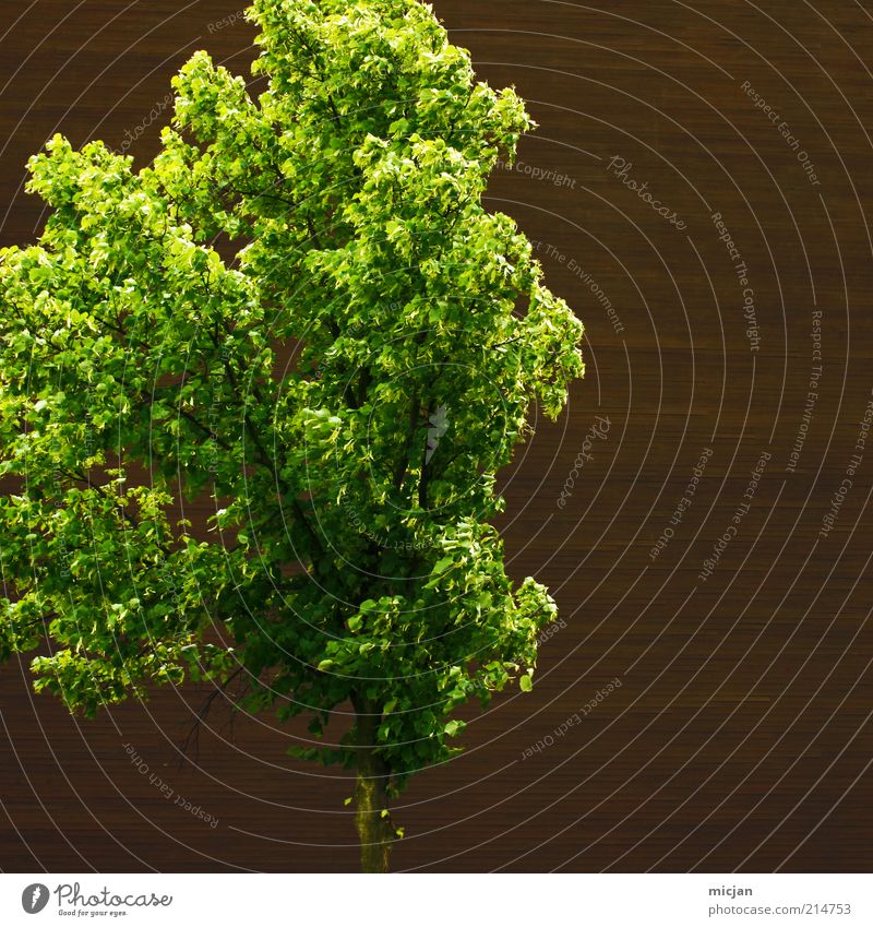 Fractal | They love that wall Landscape Tree Fresh Healthy Bright Natural Positive Warmth Brown Green Contentment Loneliness Life Climate change Wood