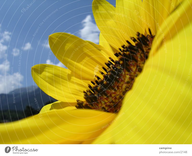 sunflower Sunflower Yellow Summer Macro (Extreme close-up)