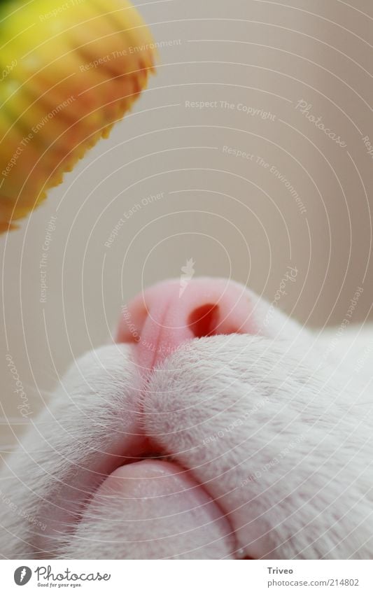 nose of dwarf Pet Cat Animal face 1 Blossoming Fragrance Elegant Friendliness Fresh Curiosity Cute Soft Yellow Pink White Emotions Happy Contentment Passion