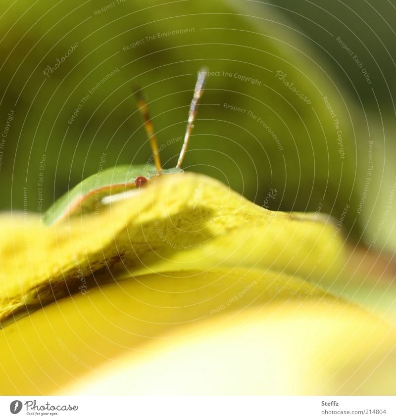 small tree bug hiding on the quince leaf Bug Shield bug covert Funny Looking Yellow Observe Wait Curiosity Hiding place insect eye Quince leaf Animal face Green