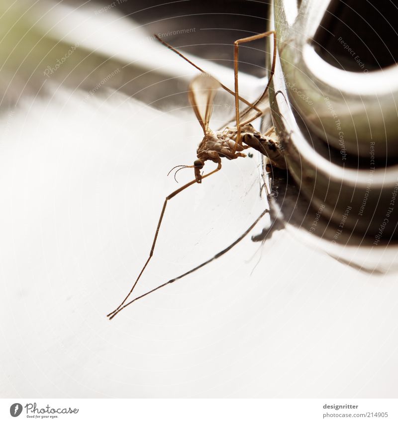 insect killers Means of transport Dead animal Insect Mosquitos Crane fly Mosquito repellent Plague of mosquitos Death Car Colour photo Subdued colour
