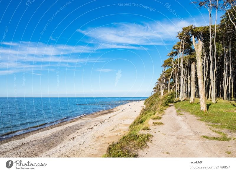 Coastal forest at the Baltic Sea near Nienhagen Relaxation Vacation & Travel Tourism Beach Ocean Waves Nature Landscape Water Clouds Tree Forest Lanes & trails