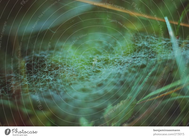 spider's web morning dew Nature Plant Grass Leaf Foliage plant Spider's web Green Calm Trap Net Background picture Cobwebby Colour photo Exterior shot Close-up