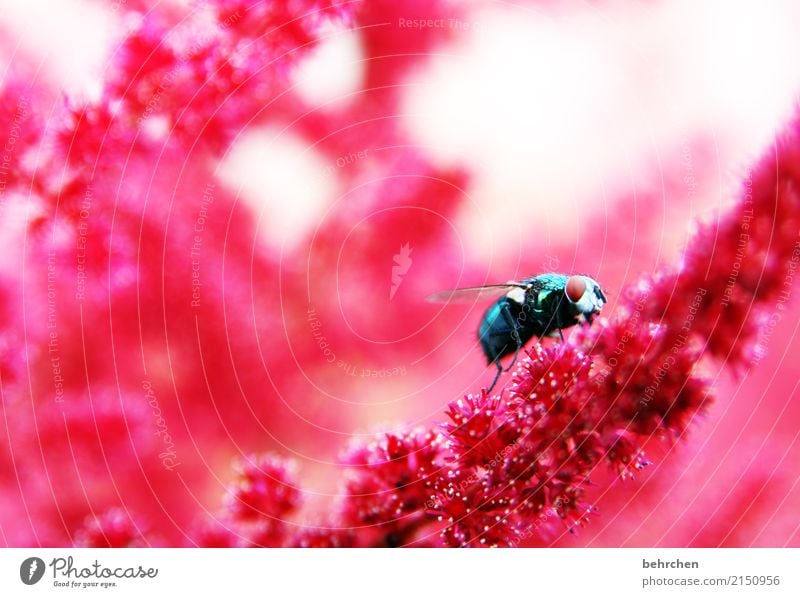 Colourful Nature Plant Animal Summer Beautiful weather Flower Blossom Genus Astilbe Garden Park Meadow Wild animal Fly Animal face Wing Eyes 1 Observe
